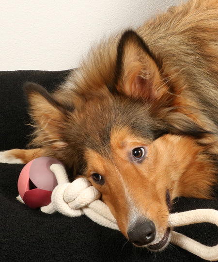 duvo-_-jouet-balle-corde-pour-chien-chiot-Nora-rosewood