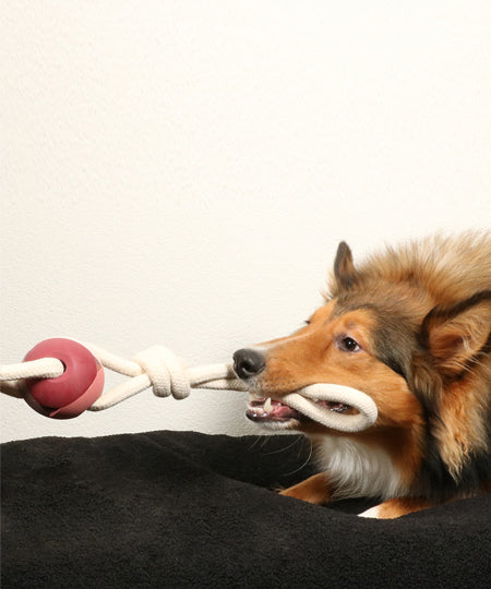 duvo-+-jouet-balle-corde-pour-chien-chiot-yara-rosewood