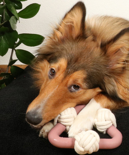 duvo-_-jouet-triangle-balle-corde-pour-chien-chiot-Milou-rosewood