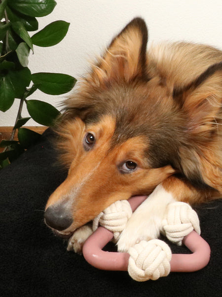 duvo-_-jouet-triangle-balle-corde-pour-chien-chiot-Milou-rosewood