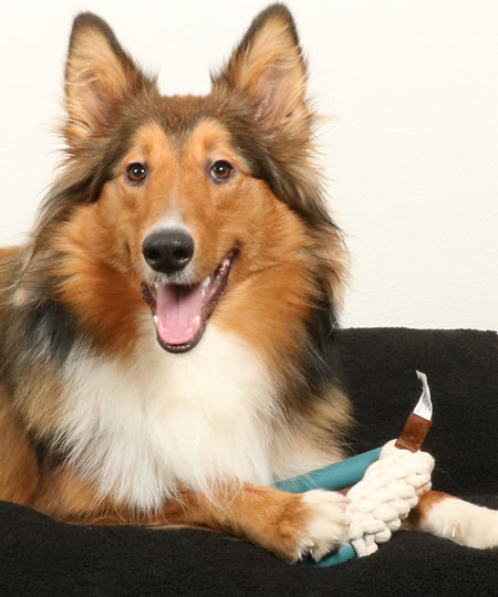 duvo jouet triangle corde pour chien chiot Milan lagoon