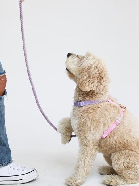 furlou-harnais-pour-chien-Unicorn