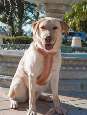 furlou-harnais-pour-chien-sherpa-rose