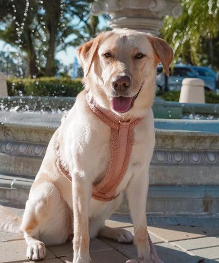 furlou-harnais-pour-chien-sherpa-rose