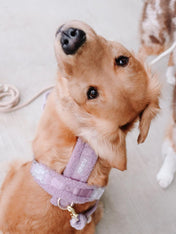 furlou-harnais-pour-chien-sherpa-violet