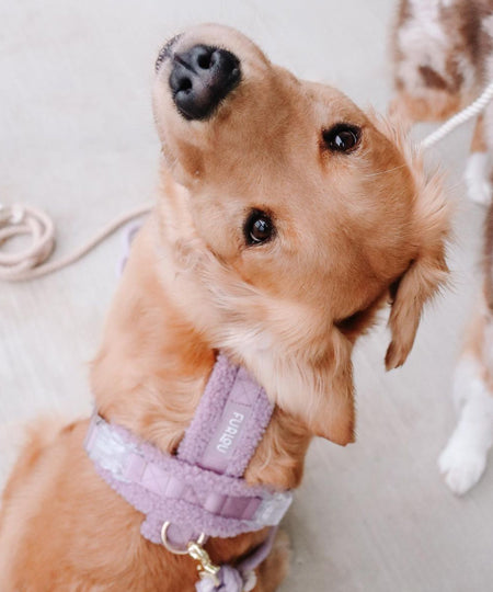 furlou-harnais-pour-chien-sherpa-violet