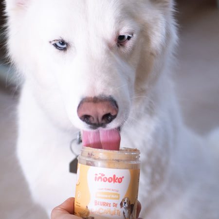 inooko-beurre-de-cacahuete-chien-banana-n-nuts