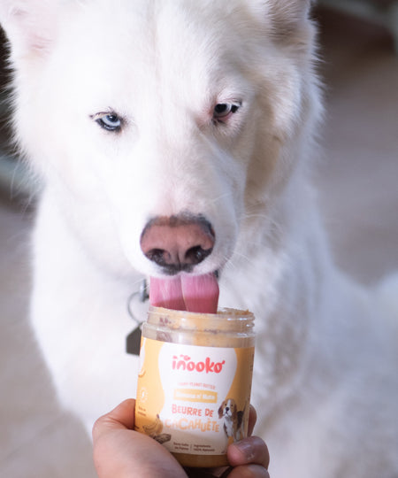 inooko-beurre-de-cacahuete-chien-banana-n-nuts