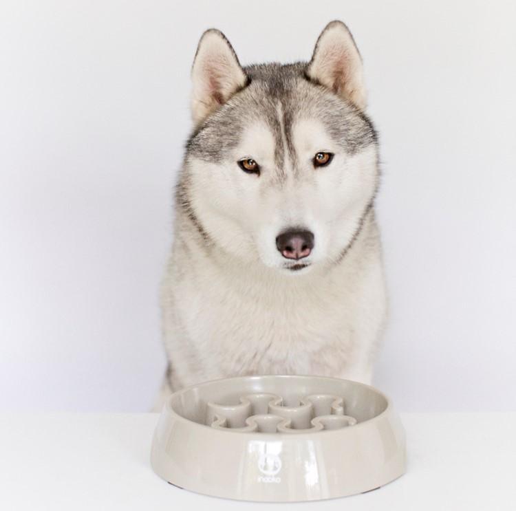 80 Lingettes lavantes pour chien - Compostables - Sans parfum – inooko