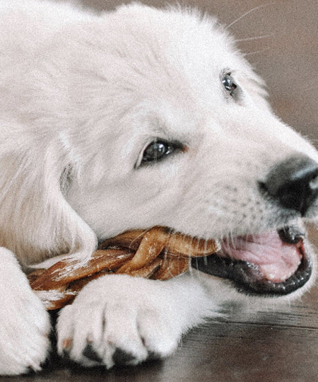 inooko-friandises-mastication-pour-chien-bully-stick-tresse-nerf-de-boeuf