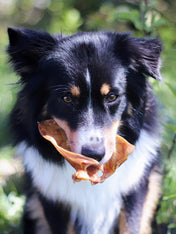 inooko-friandises-pour-chien-premium-oreille-de-porc