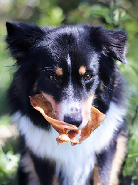 inooko-friandises-pour-chien-premium-oreille-de-porc