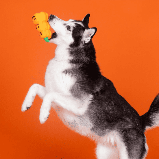 jouet_halloween_pour_chien_inooko_1.png