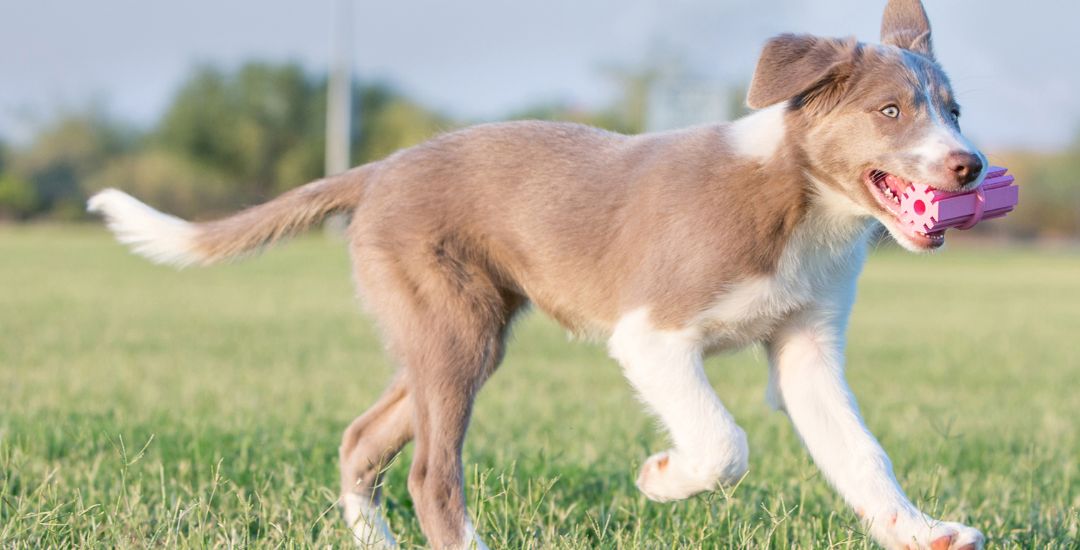 les meilleurs jouets kong pour chiot