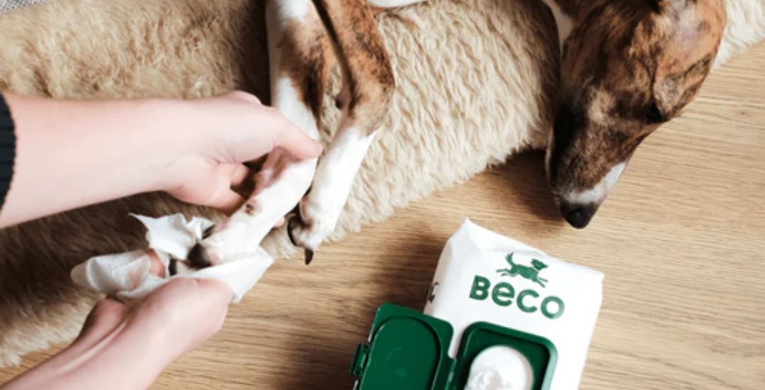 Lingette nettoyante pour chien