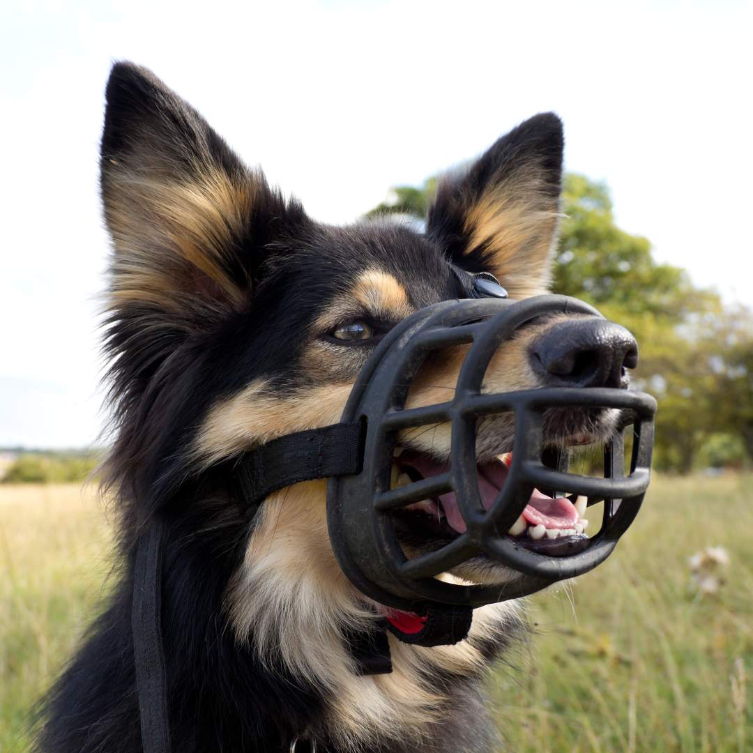 museliere_pour_chien_inooko.jpg