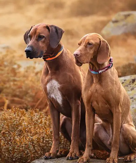 non-stop-dogwear-collier-chien-Trail-quest-collar-orange-noir