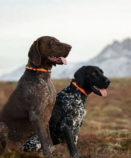 non-stop-dogwear-collier-chien-Trail-quest-collar-orange-noir