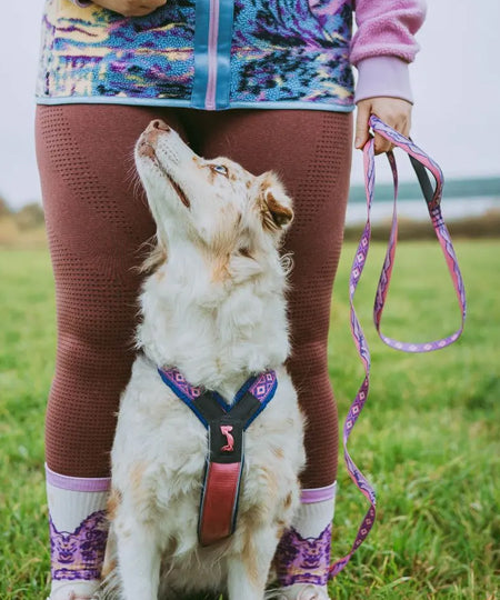 non-stop-dogwear-harnais-chien-Line-5.0-Rachel-Pohl-edition-purple-pink
