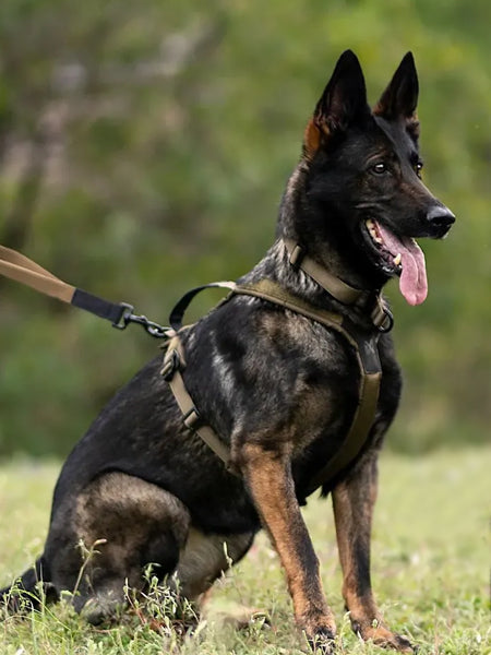 non-stop-dogwear-harnais-chien-Line-harnessgrip-working-dog