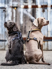 non-stop-dogwear-harnais-chien-Line-harnessgrip-working-dog