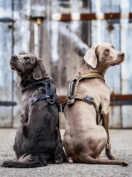 non-stop-dogwear-harnais-chien-Line-harnessgrip-working-dog