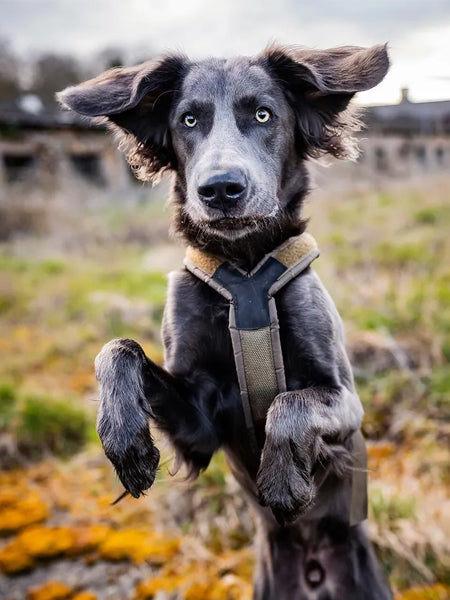non-stop-dogwear-harnais-chien-Line-harnessgrip-working-dog
