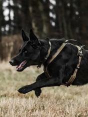 non-stop-dogwear-harnais-chien-Line-harnessgrip-working-dog