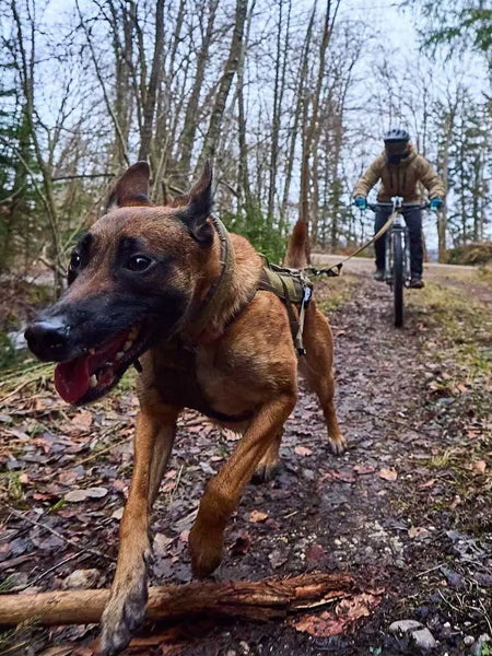 non-stop-dogwear-harnais-chien-freemotion-harness-grip-working-dog