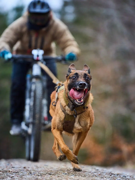non-stop-dogwear-harnais-chien-freemotion-harness-grip-working-dog