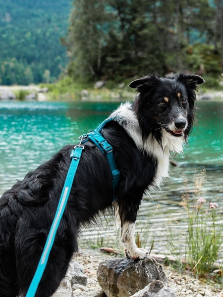 non-stop-dogwear-harnais-chien-line-harness-5.0-teal