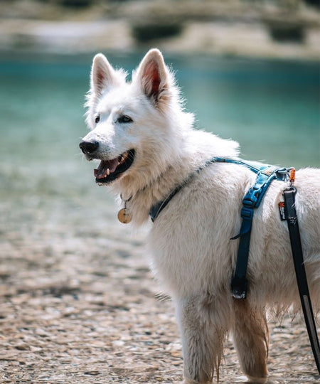 non-stop-dogwear-harnais-chien-line-harness-5.0-teal