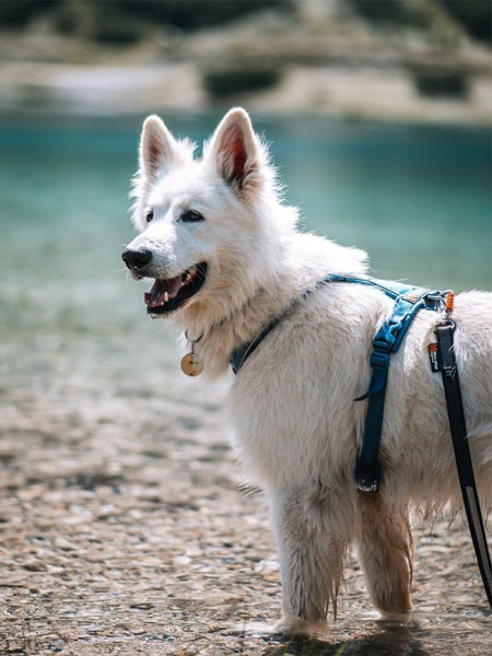 non-stop-dogwear-harnais-chien-line-harness-5.0-teal