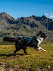 non-stop-dogwear-harnais-freemotion-teal