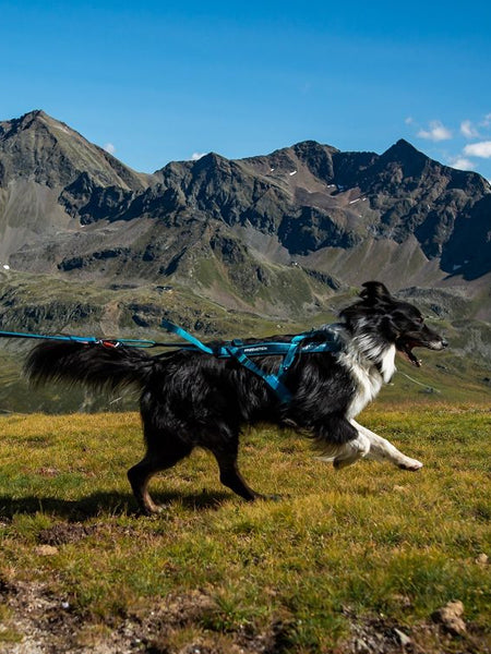 non-stop-dogwear-harnais-freemotion-teal