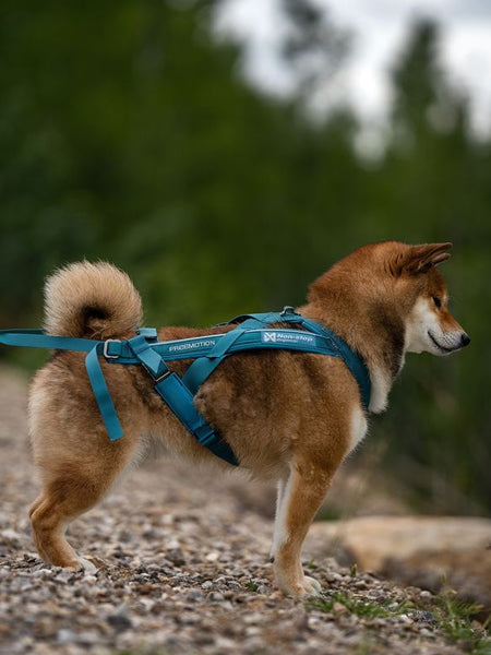 non-stop-dogwear-harnais-freemotion-teal
