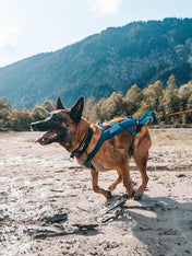 non-stop-dogwear-harnais-freemotion-teal
