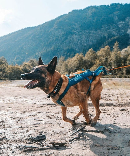 non-stop-dogwear-harnais-freemotion-teal