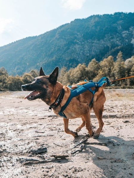 non-stop-dogwear-harnais-freemotion-teal