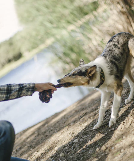 pet-play-jouet-en-corde-chien-Barbell-Tug-rope