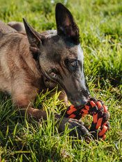 pet-play-jouet-en-corde-chien-Novarope-ring