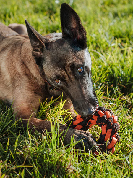 pet-play-jouet-en-corde-chien-Novarope-ring