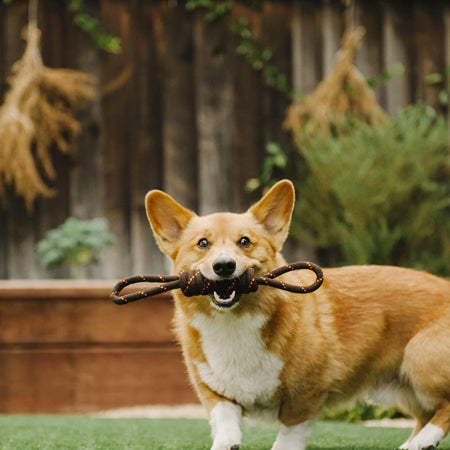 pet-play-jouet-en-corde-chien-Tug-rope