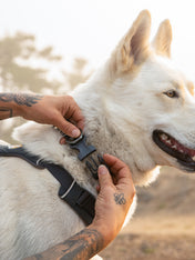 ruffwear-collier-front-range-pour-chien-basalt-grey
