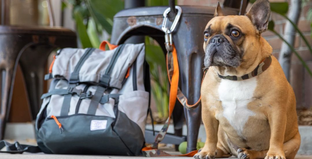 sac à dos de transport k9 sportsack pour chien inooko 2