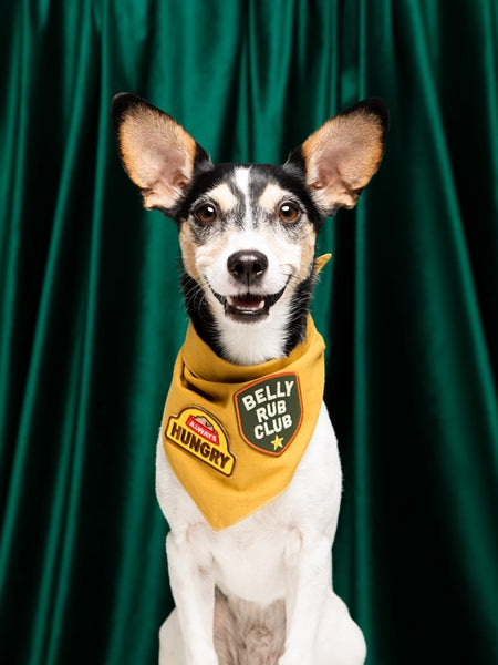 scout_s-honour-patch-thermocollant-pour-chien-Belly-Rub-club