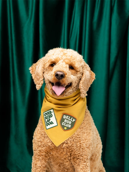 scout_s-honour-patch-thermocollant-pour-chien-Belly-Rub-club