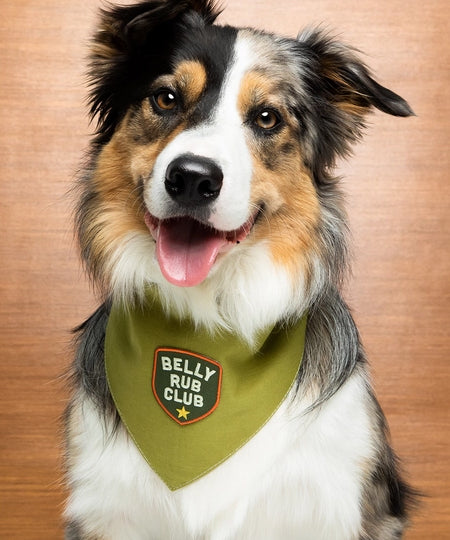 scout_s-honour-patch-thermocollant-pour-chien-Belly-Rub-club