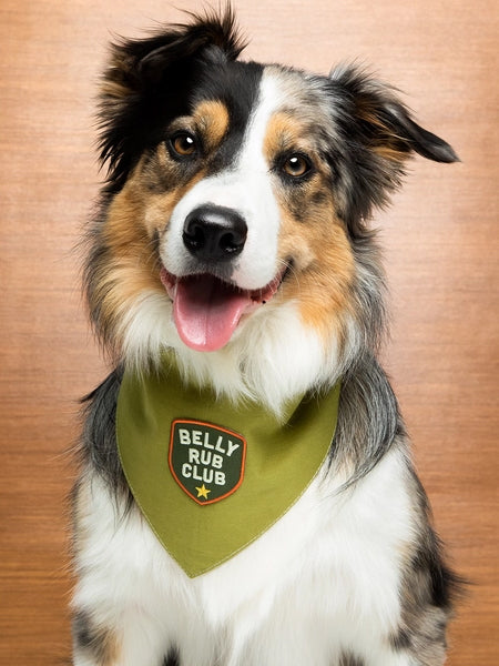 scout_s-honour-patch-thermocollant-pour-chien-Belly-Rub-club
