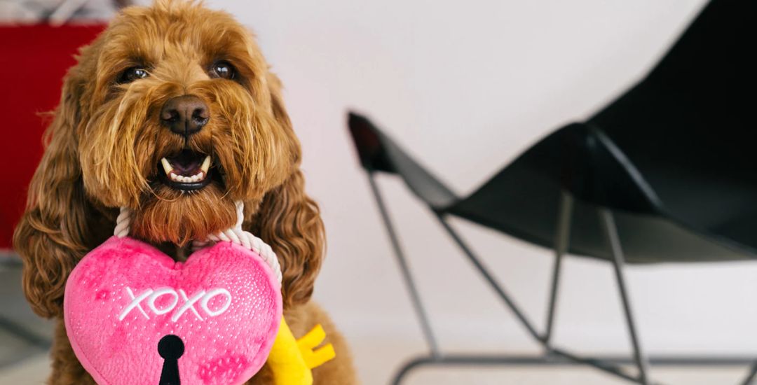 sélection de produits pour la saint valentin pour chien